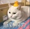 微信图片_20200409142028.jpg